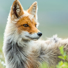 Frostic Fox