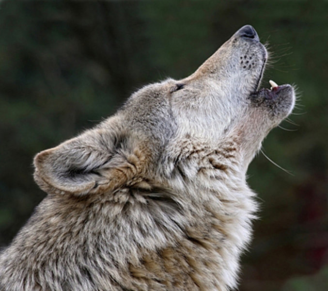 Howling Wolf