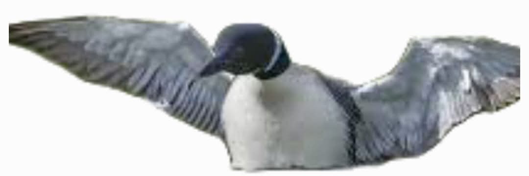 Logan The Loon's avatar