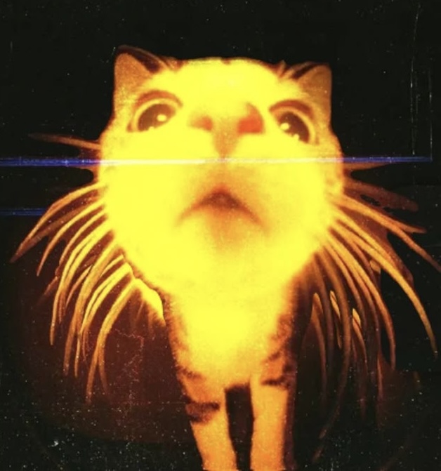 wackus's avatar