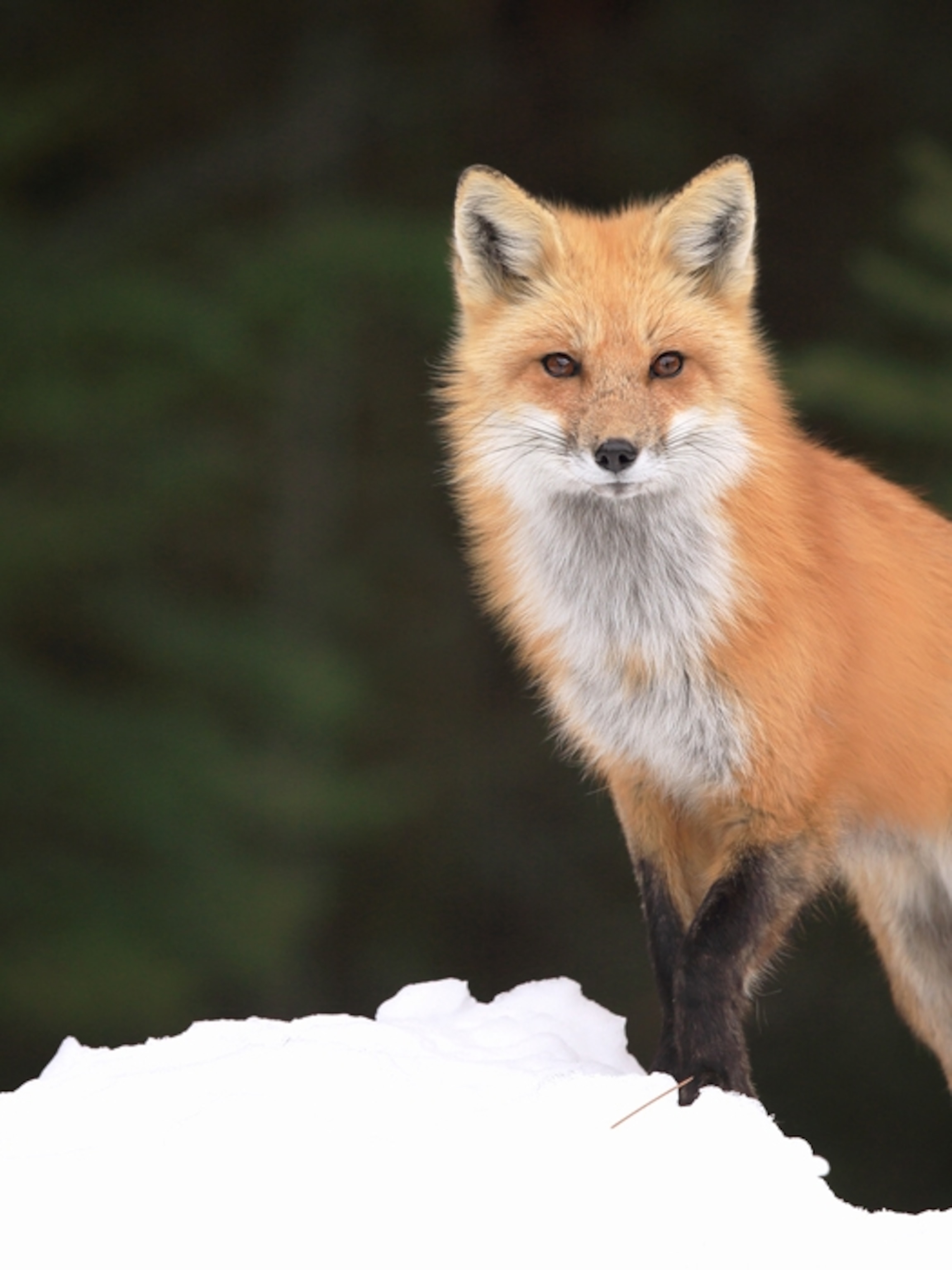 BladerFox's avatar
