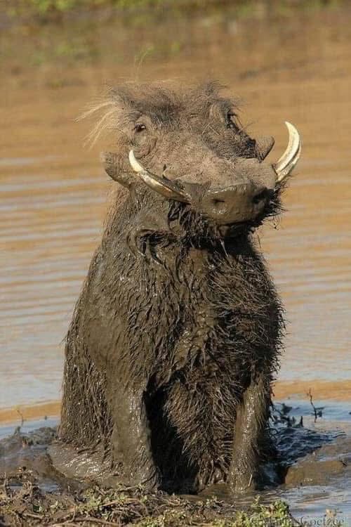 Tuskmammoth's avatar