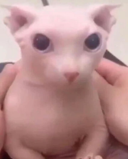 Tatskii's avatar