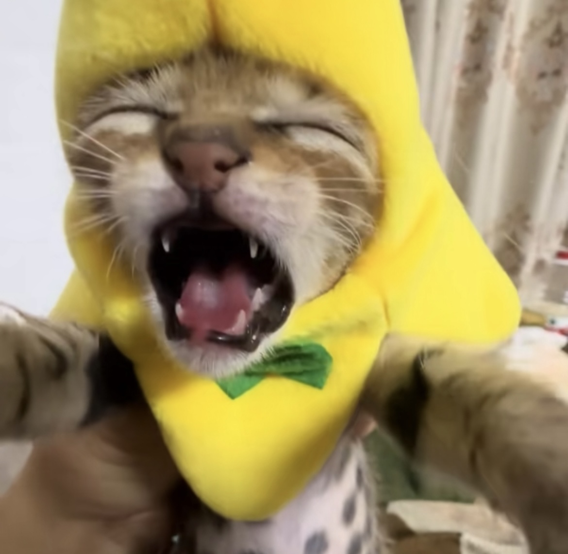 eliwasherelolol's avatar