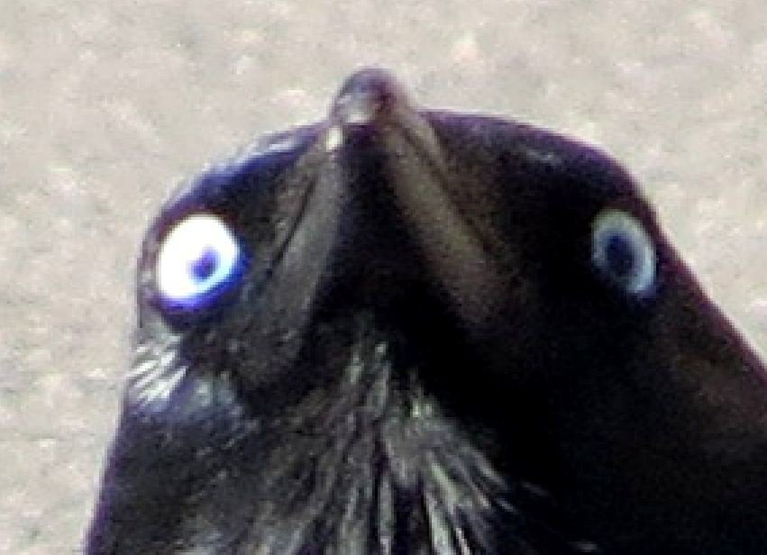 Cros's avatar