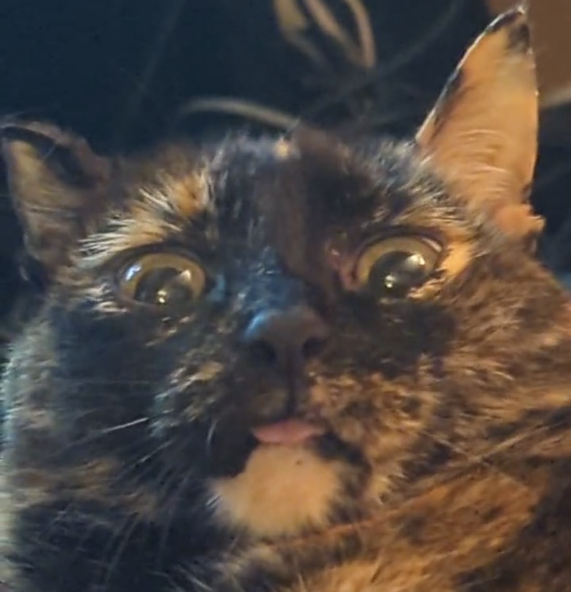 Gizmo_Wolf's avatar