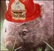 Wombat's avatar